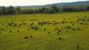 MooCoo Ventures – speed to power