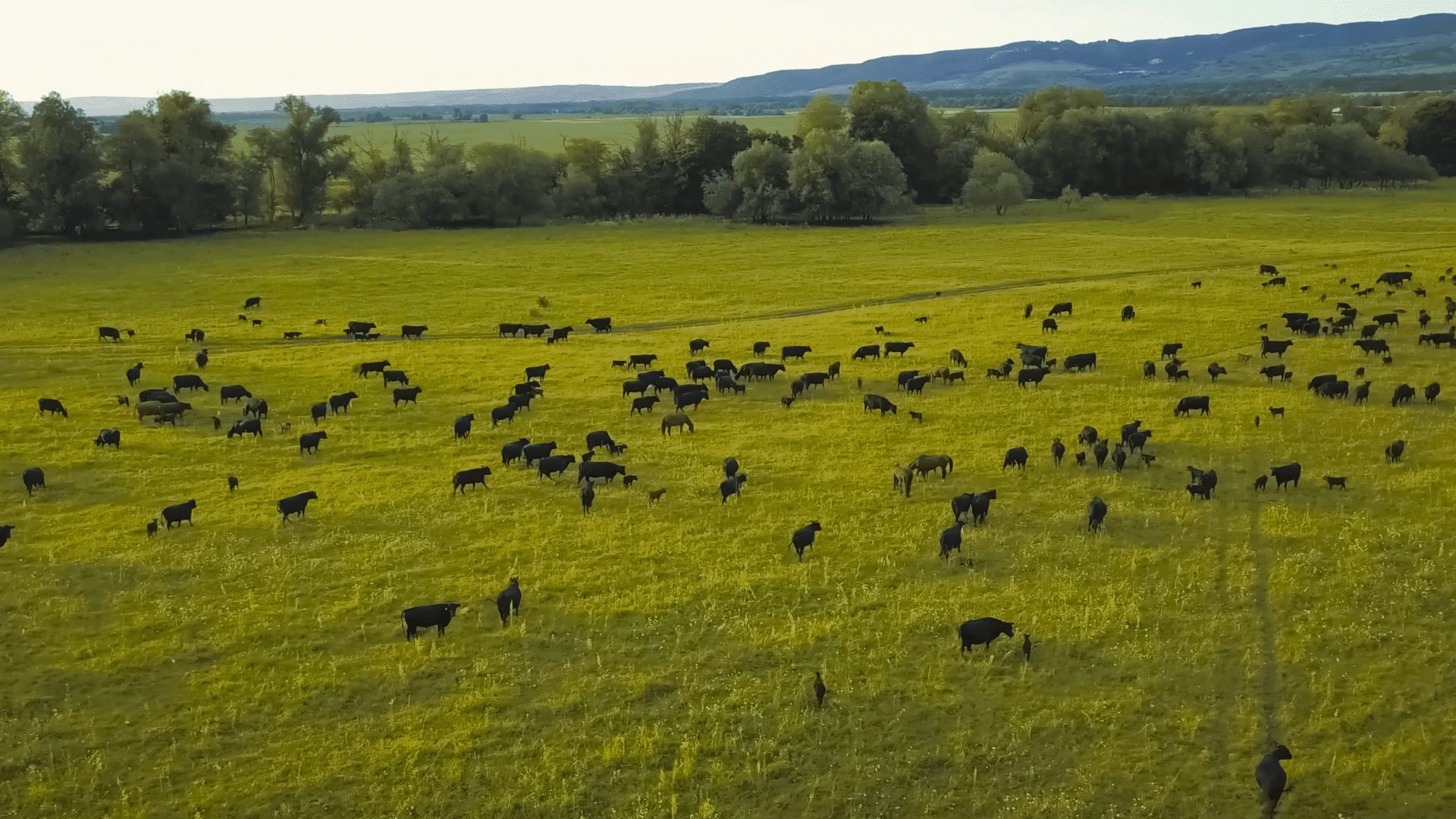 MooCoo Ventures – speed to power
